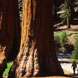 Mariposa Grove of Giant Sequoias, Yosemite National Park